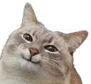 cate8