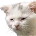 catto catto