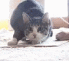 stwhelping_vibe