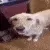 butterdog