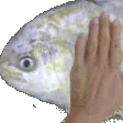 PatPat