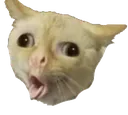 derpcat derpcat