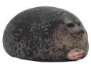 sealball