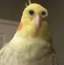 shookbirb