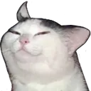 Catsmug CatSmug Discord Emoji