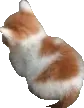 Cat Discord Emoji