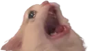 catscreaming