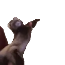 ferretdance
