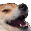 :DogKekShake:
