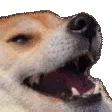 <a:DogKekShake:775600595247169547>
