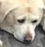 Doggo Sad Discord Emoji