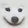 dog_smile