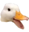 duckpog