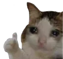 CattoSadThumbUp Discord Emoji