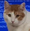 catOops