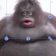 Monke Monke