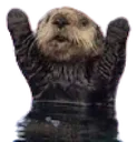 OtterBoo