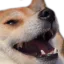 Dogkek