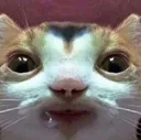 y_sexycat