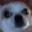 warflashbackdog warflashbackdog