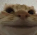 fuckingpedo