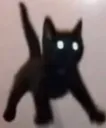 NR3_CatScared NR3_CatScared
