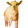 standinggoat