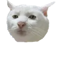 Seriouscat Seriouscat
