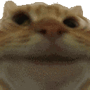 Catno catno Discord Emoji