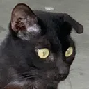 buzzedcat