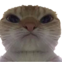 judging