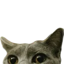 lurkkitty