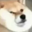wut