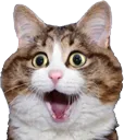 shockcat