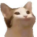 bobbobobcat bobbobobcat