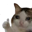 sadcatthumbsup