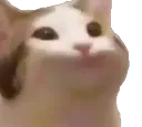 PoggersCat