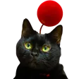 kupo