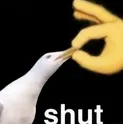 shut shut