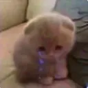 cat_smolcatcri Discord Emoji