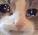 cattotearingup cattotearingup