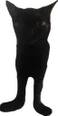 catt
