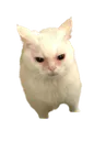 urf
