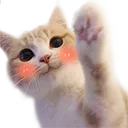 kitty kitty