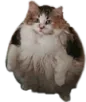 fatcat