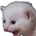 Angerycat AngeryCat Discord Emoji