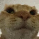 ch_hecatwink