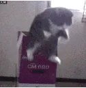 ch_catjump1 ch_catjump1