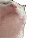 catJAM