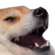 doggo